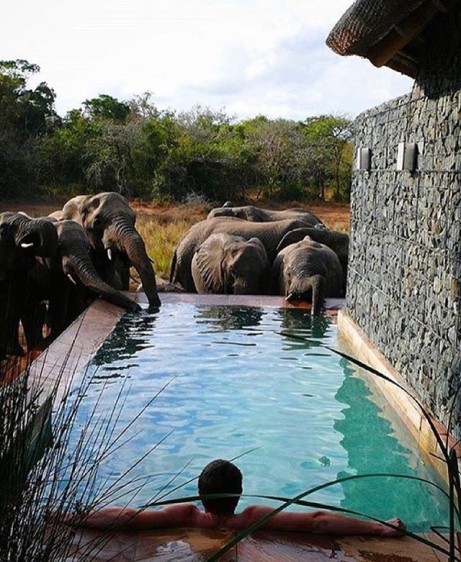 Sharing Pool with a few Ellies