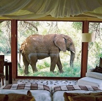 elephant in front of bedroom