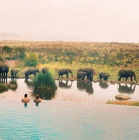 elephants and swimming pool
