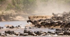 2048x0_great-migration-wildebeest-jumping-into-river