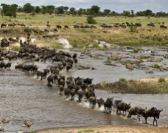 africa_serengeti-wildebeest-migration