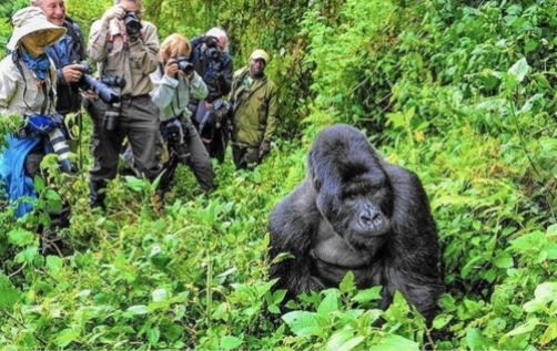 gorilla blog trekking