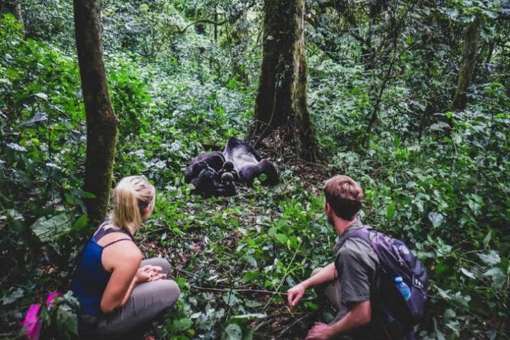 gorilla trekking blog