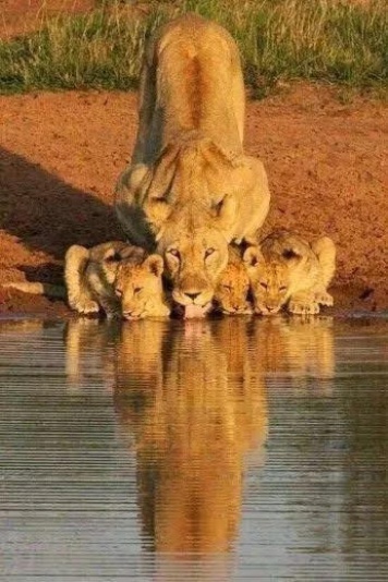 lion with cubs drinking water